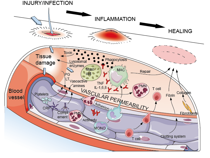 Cells and molecular which involved in acute inflammation